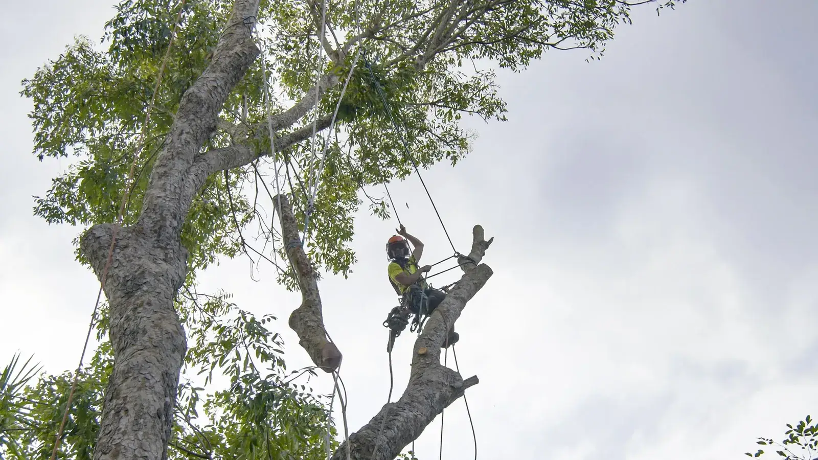 A climber roped into a tall tree, cutting it back limb by limb