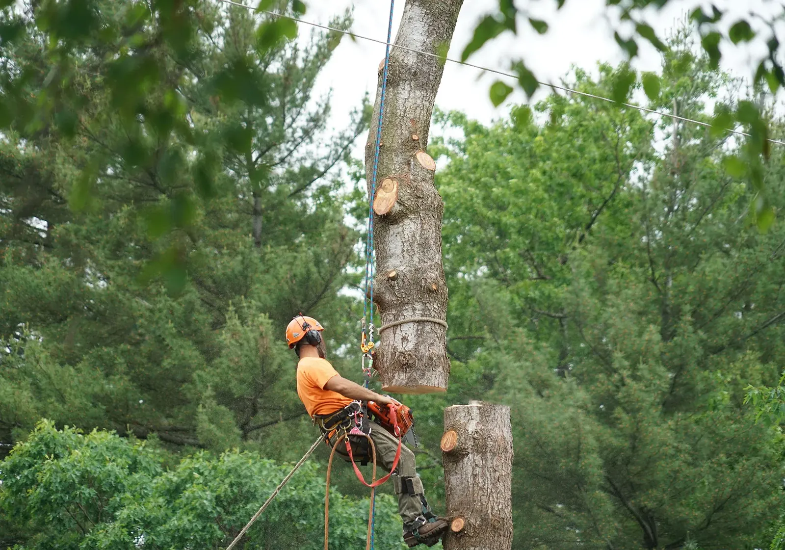 A climber in an orange top taking a tall trunk down in sections