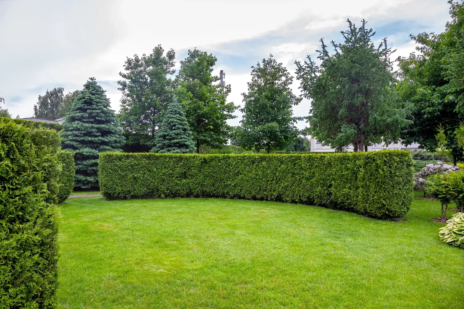 Long garden hedge freshly cut with a level top