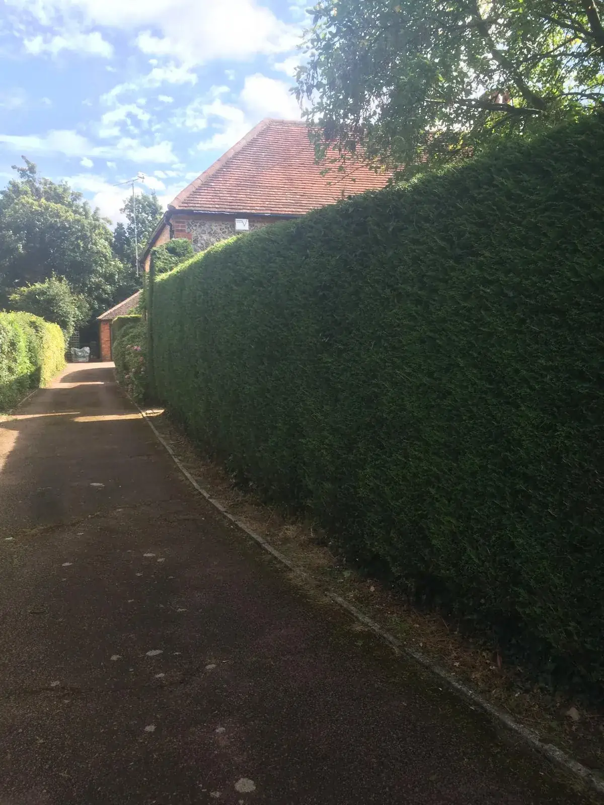 A tall conifer hedge cut straight and level along a driveway