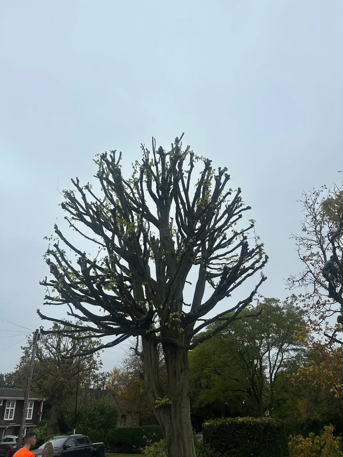 Cut of Art climber high in the crown of a large tree during a crown reduction