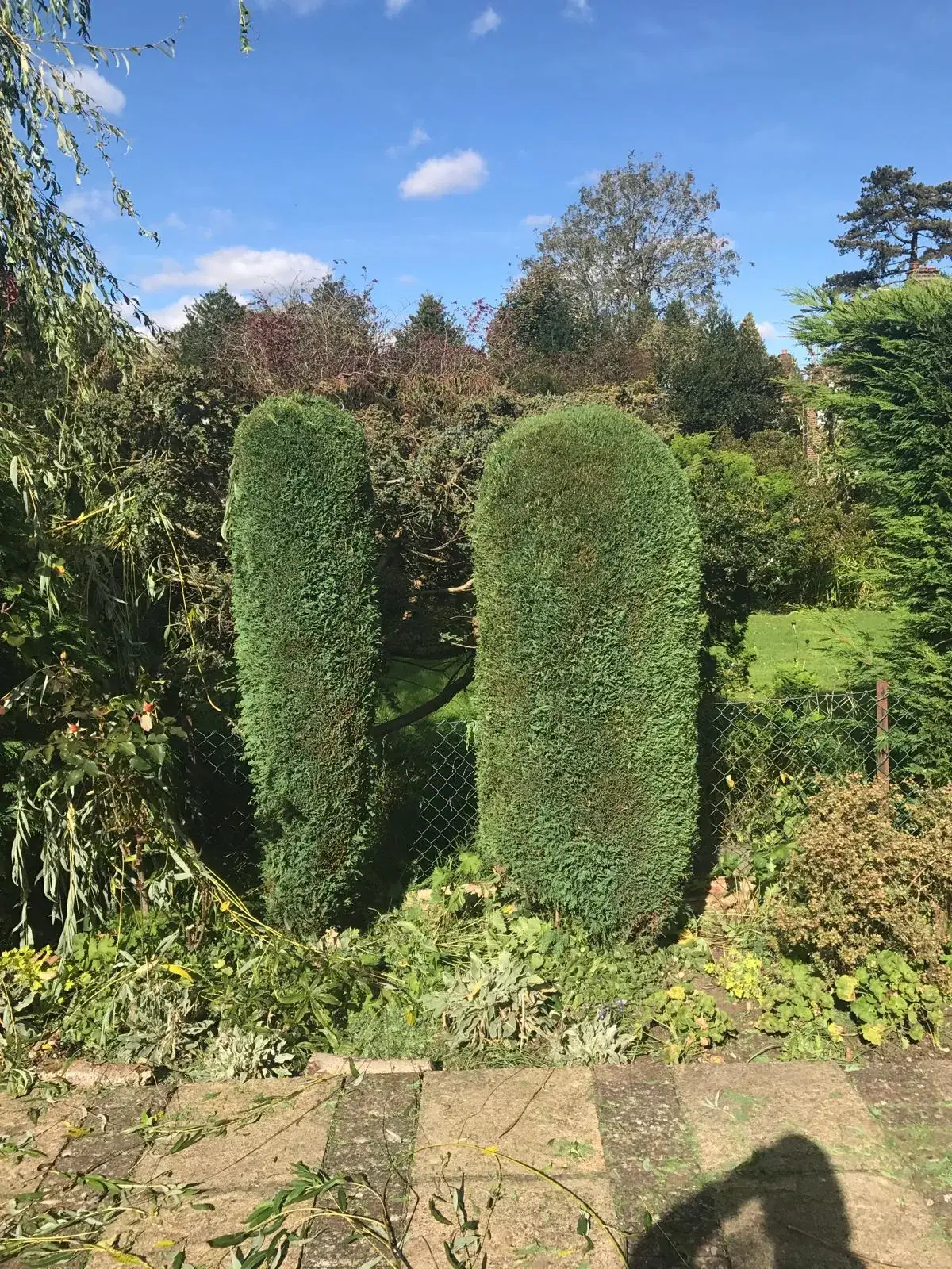 Conifer pillars and borders after a trim