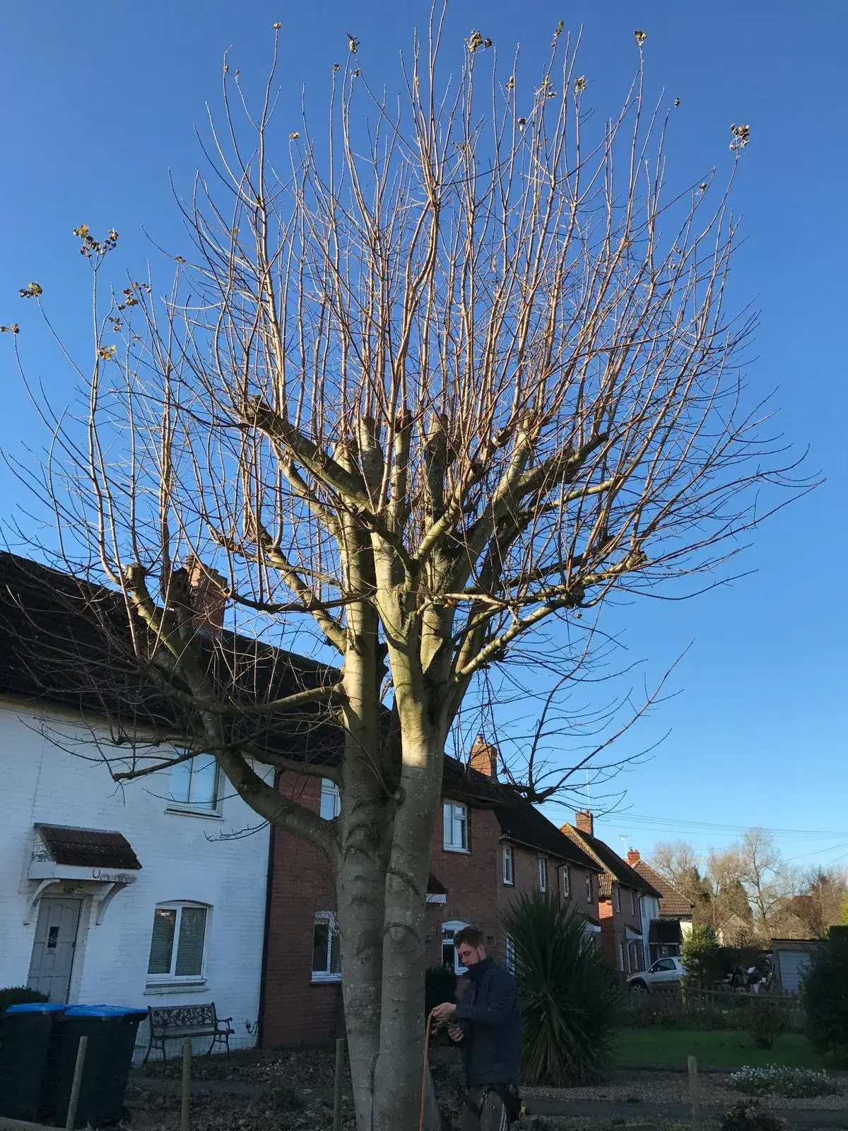 A tree pollarded back to its framework in front of a row of houses