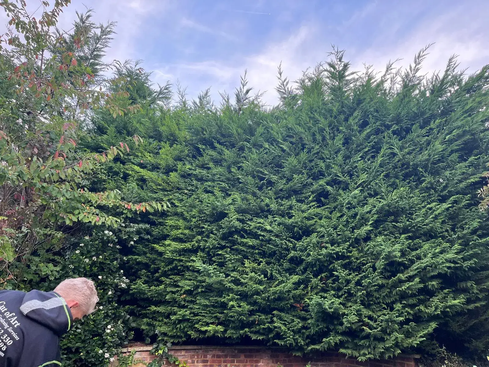 A tall conifer hedge before cutting, with one of the team at its foot