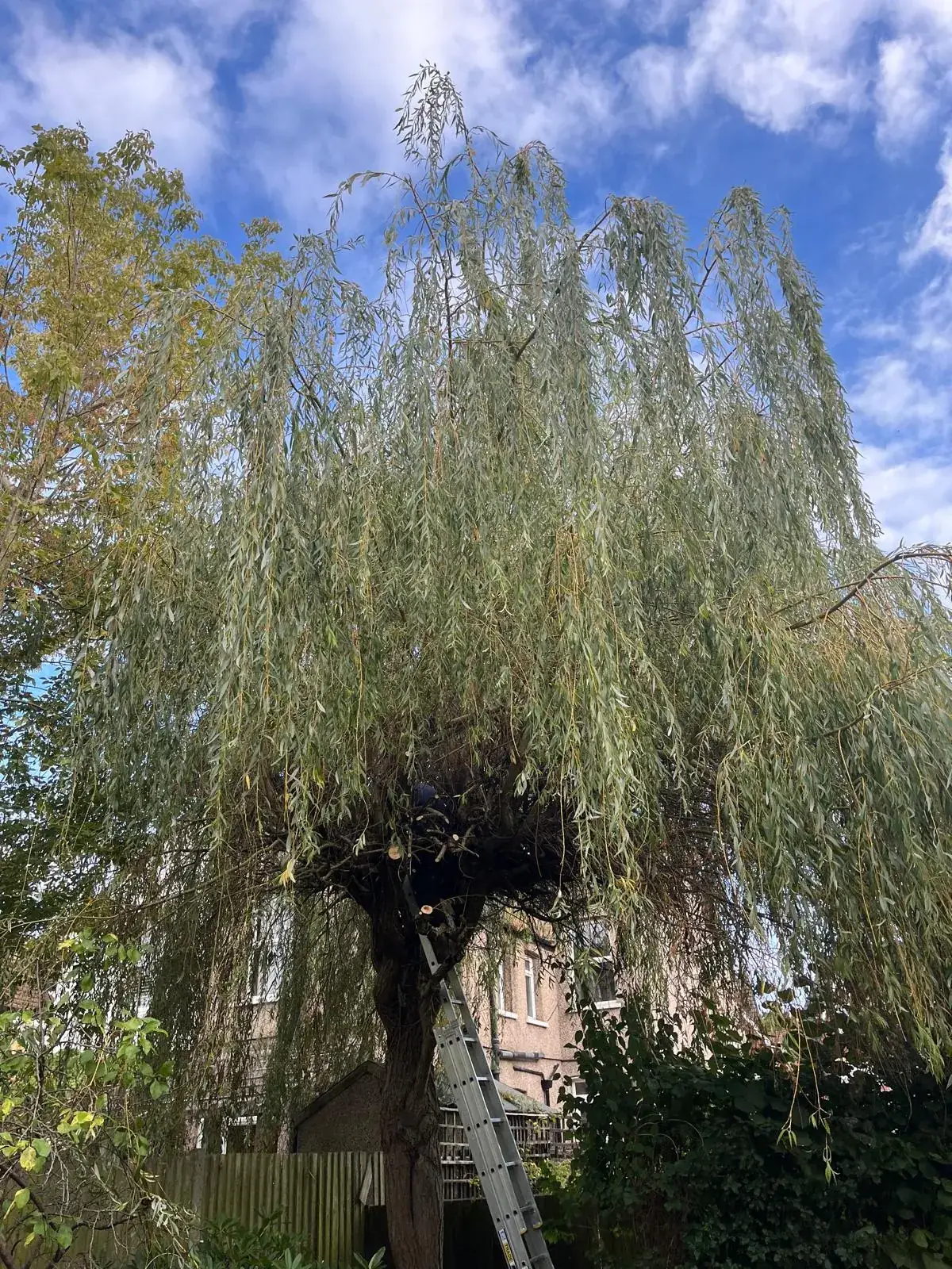 A weeping willow thinned behind a house, with a ladder against the trunk