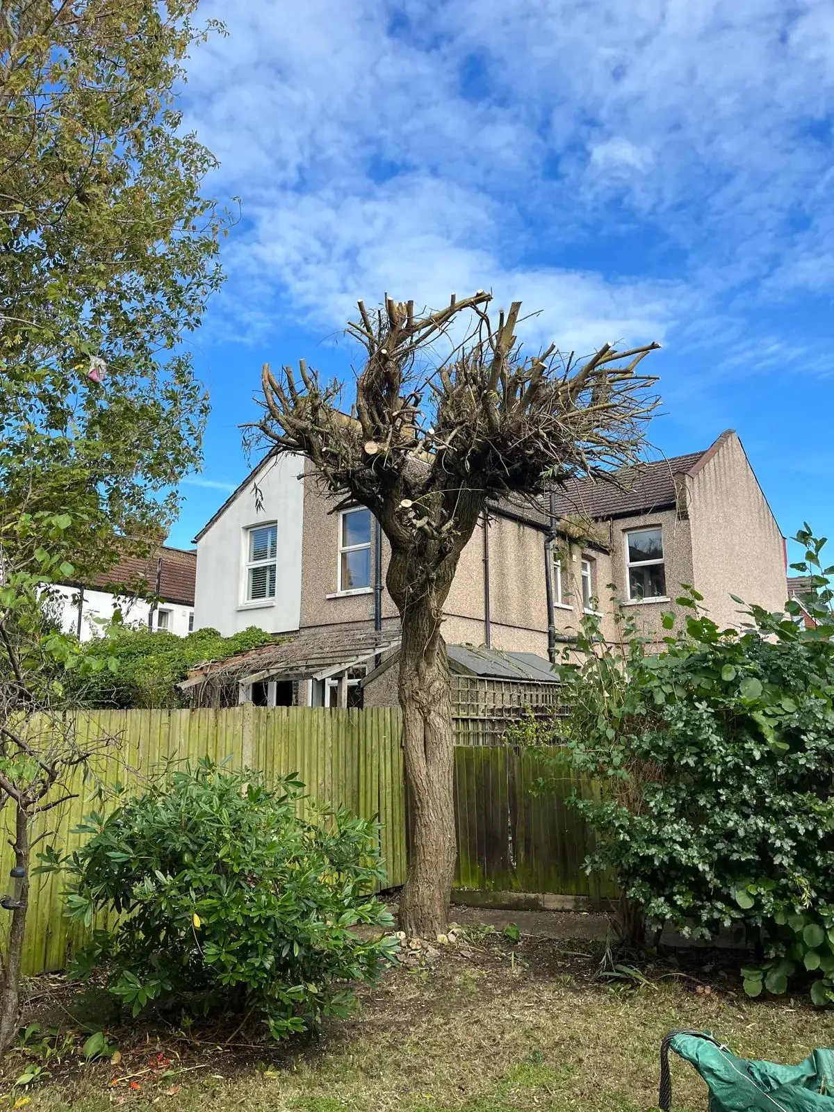 A back-garden tree pollarded hard, with a semi-detached house behind