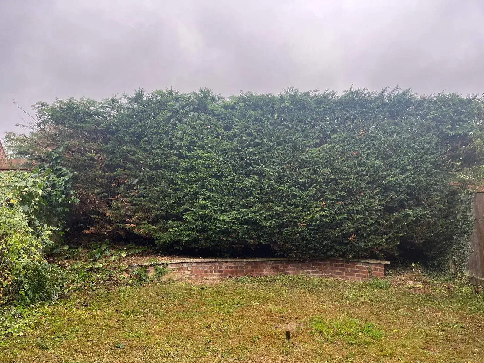 A long, dense leylandii hedge at the end of a lawn