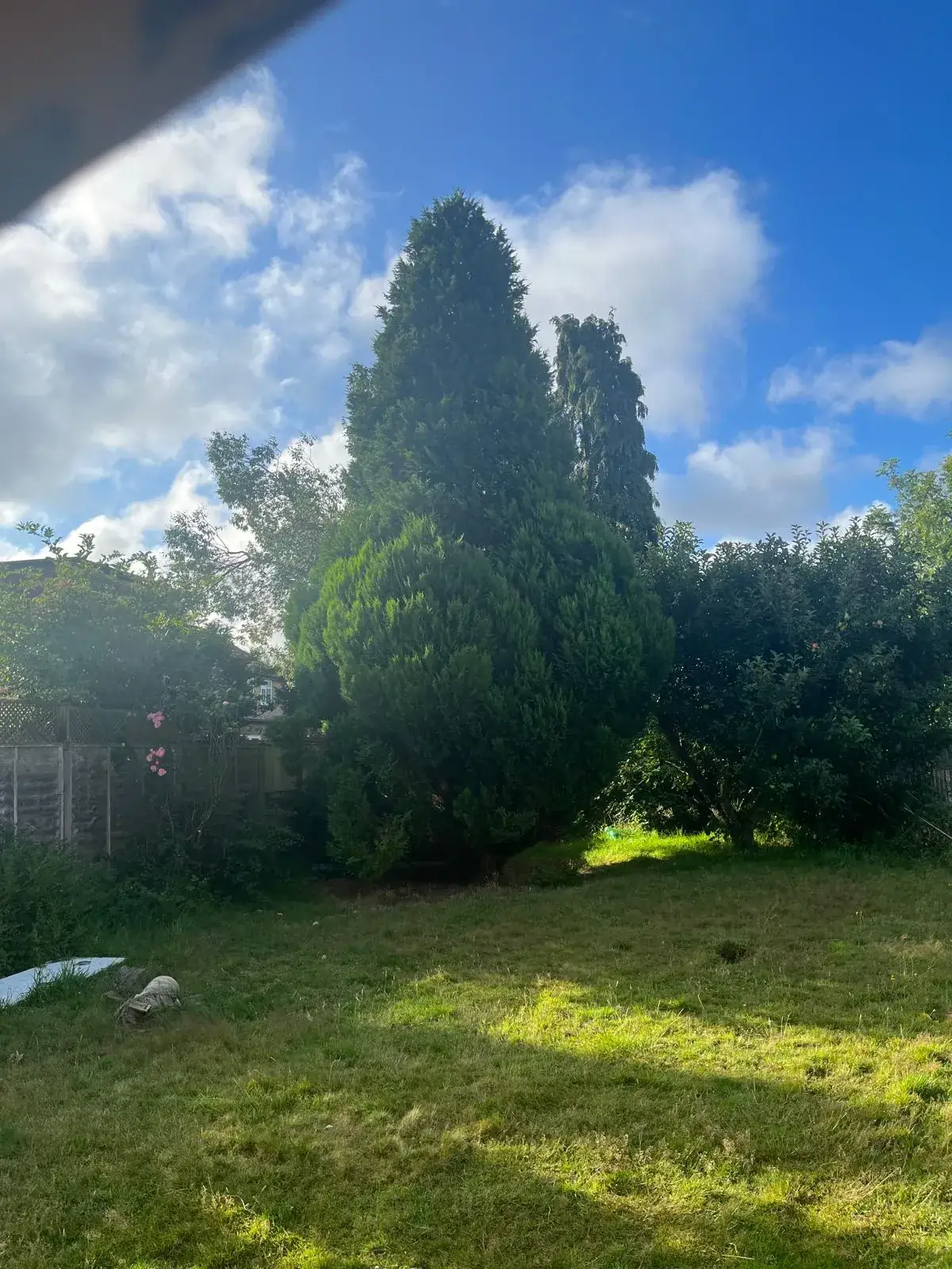 Garden cleared of scrub with lawn and conifers