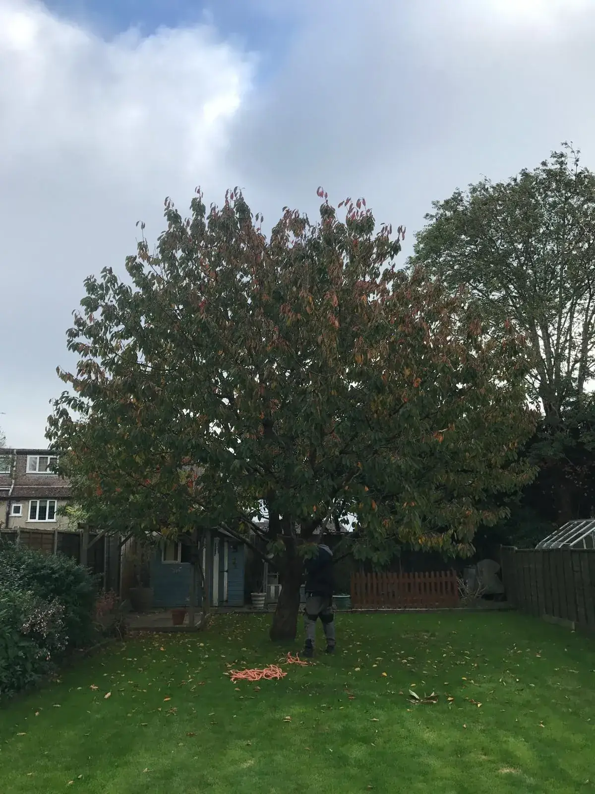 A large garden tree in full leaf in the middle of a lawn