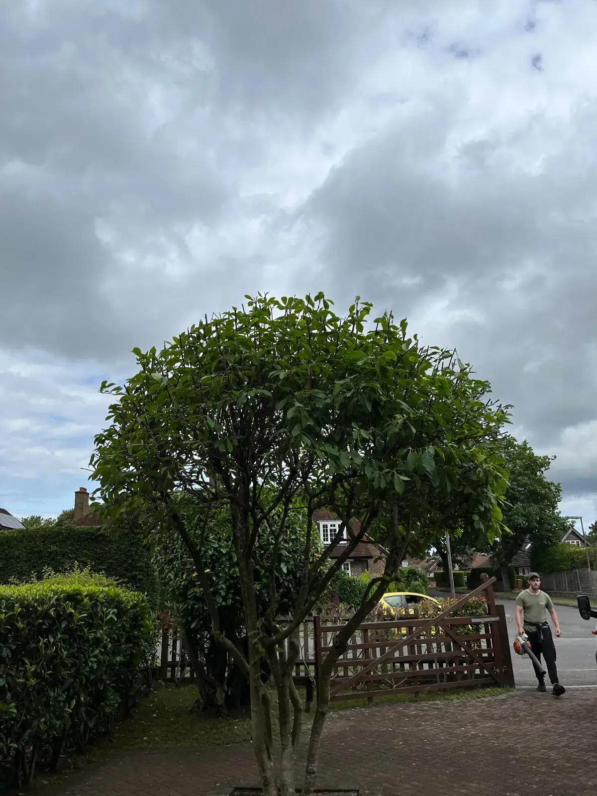 Garden tree shaped and balanced after tree work
