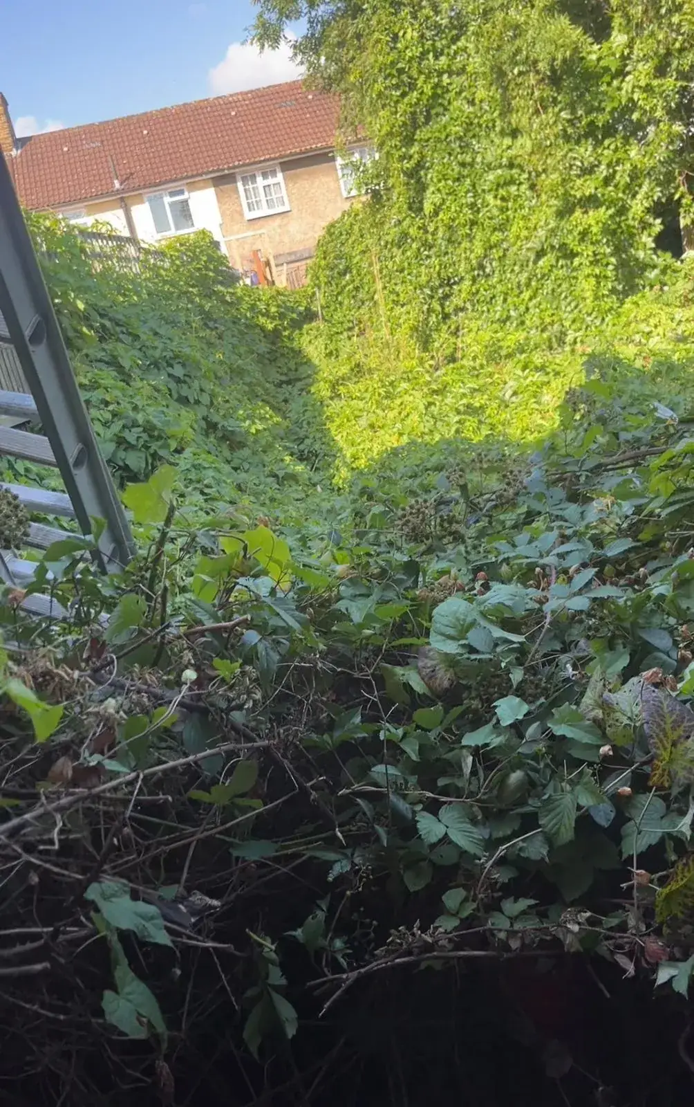 Back garden completely overgrown with brambles before clearance