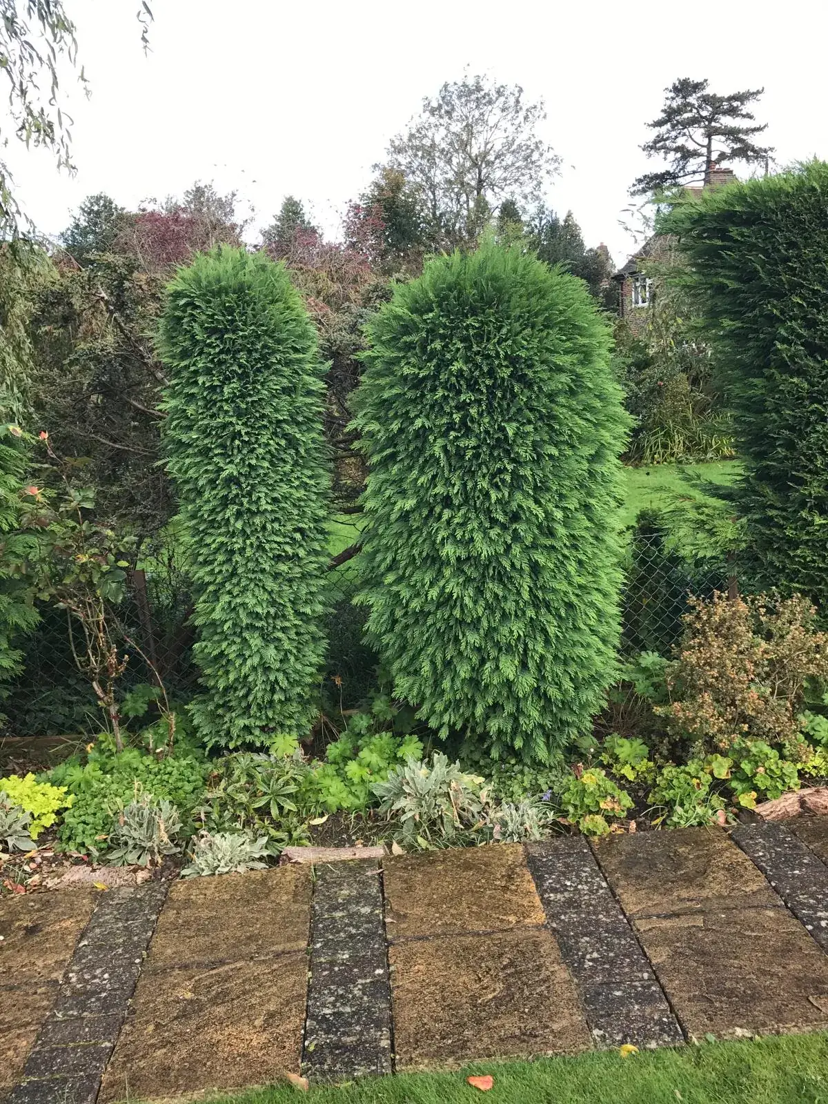 Two conifers trimmed to shape in an Outwood garden