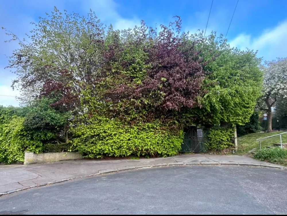 Overgrown corner plot with a copper plum and laurel spilling over the pavement