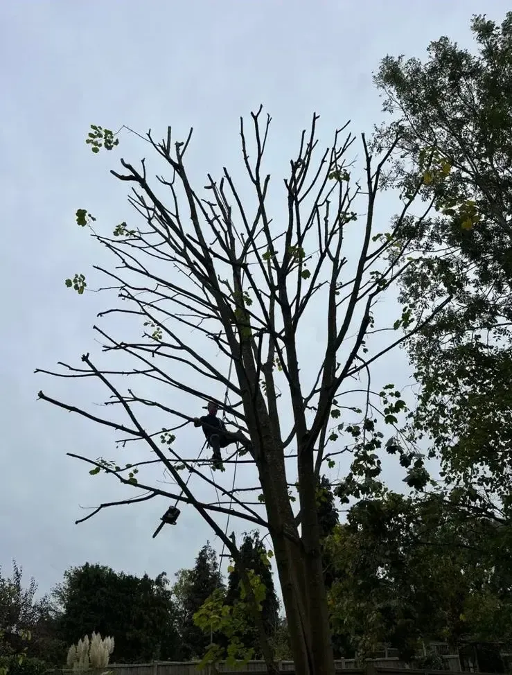 Tree surgeon on the rope carrying out a crown reduction