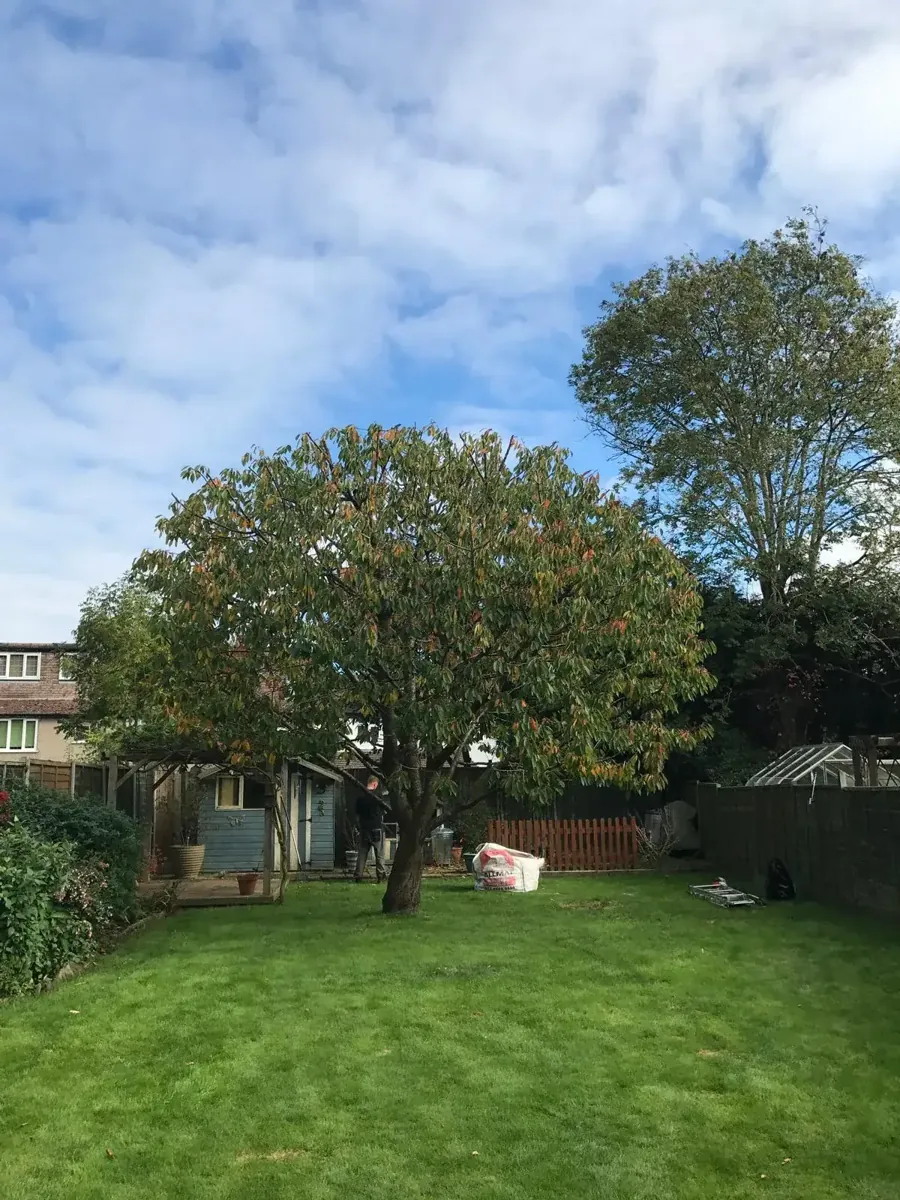 The same Merstham cherry after crown reduction, lighter and balanced