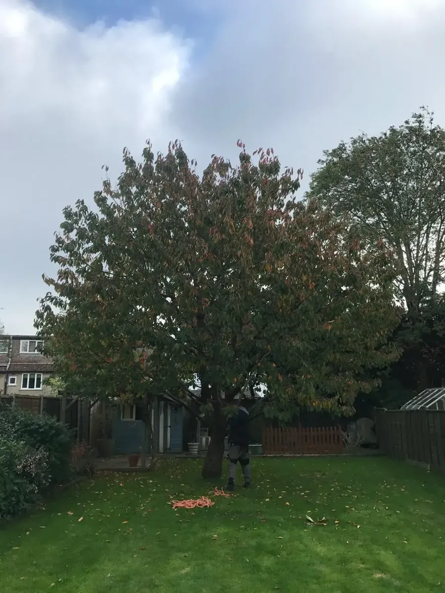 A dense garden cherry tree before crown reduction in Merstham