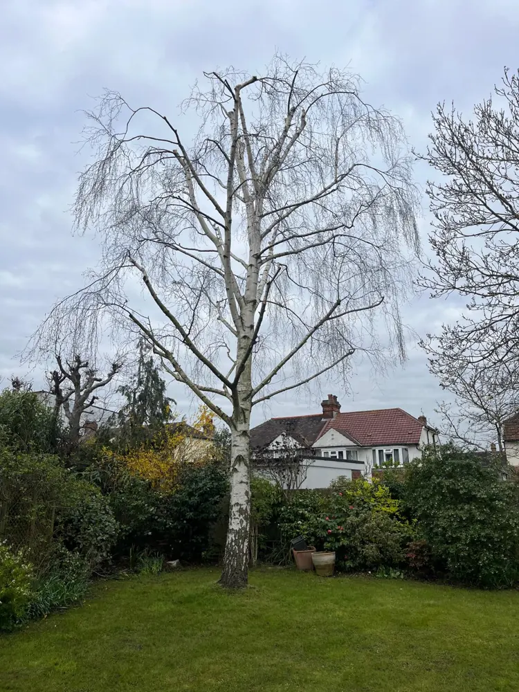 The same silver birch after crown reduction, lighter and better balanced