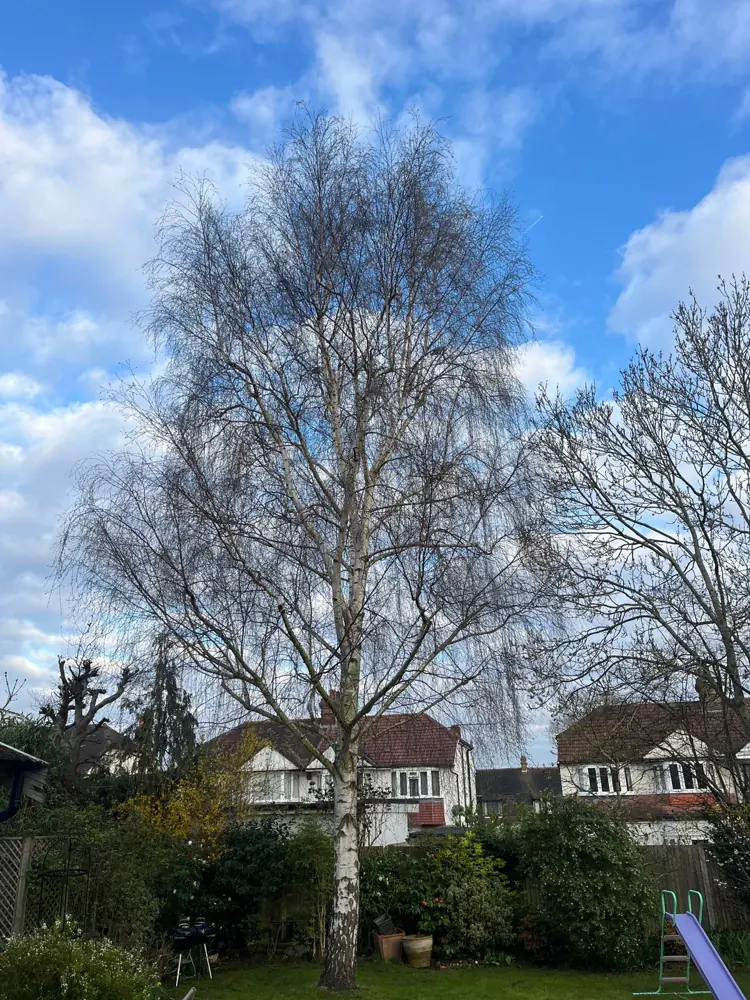 Tall silver birch with a full, heavy crown over a back garden