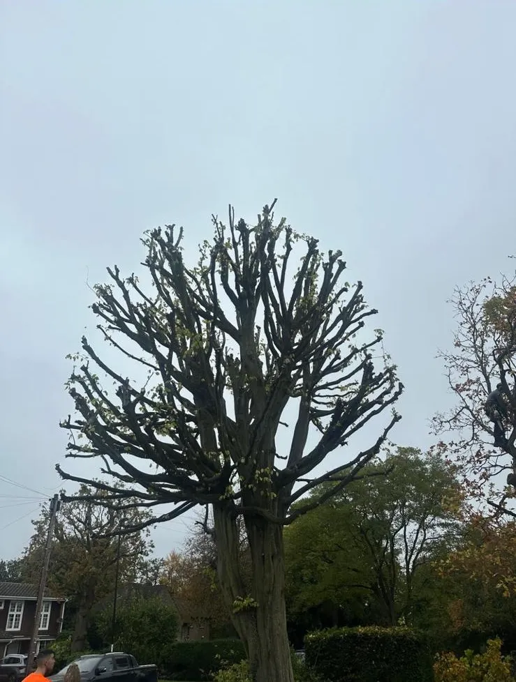 A man standing next to a tall tree.