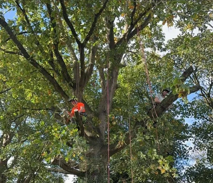 A man in a tree trimming a tree with a chainsaw.
