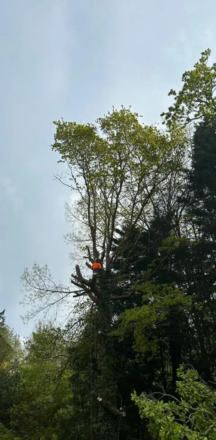 A man climbing up a tree in a forest.