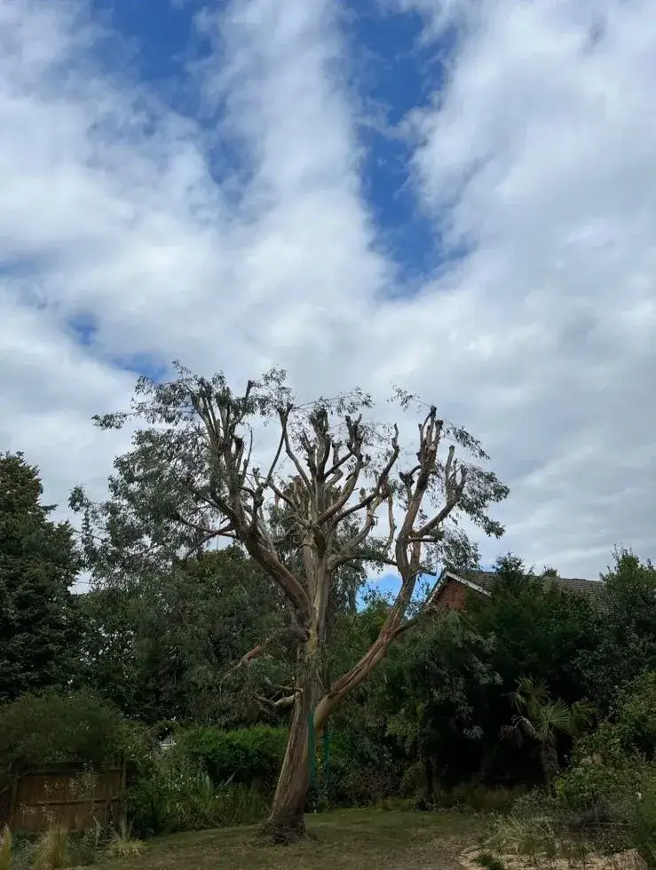 A tree that is standing in the grass.