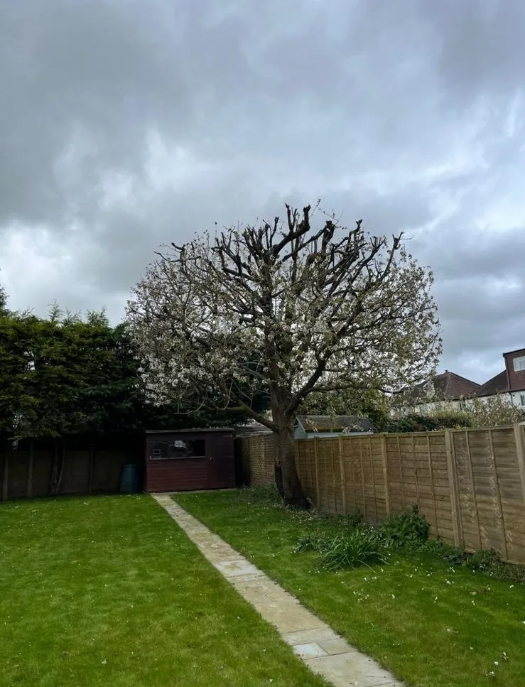 A tree in a back yard next to a fence.