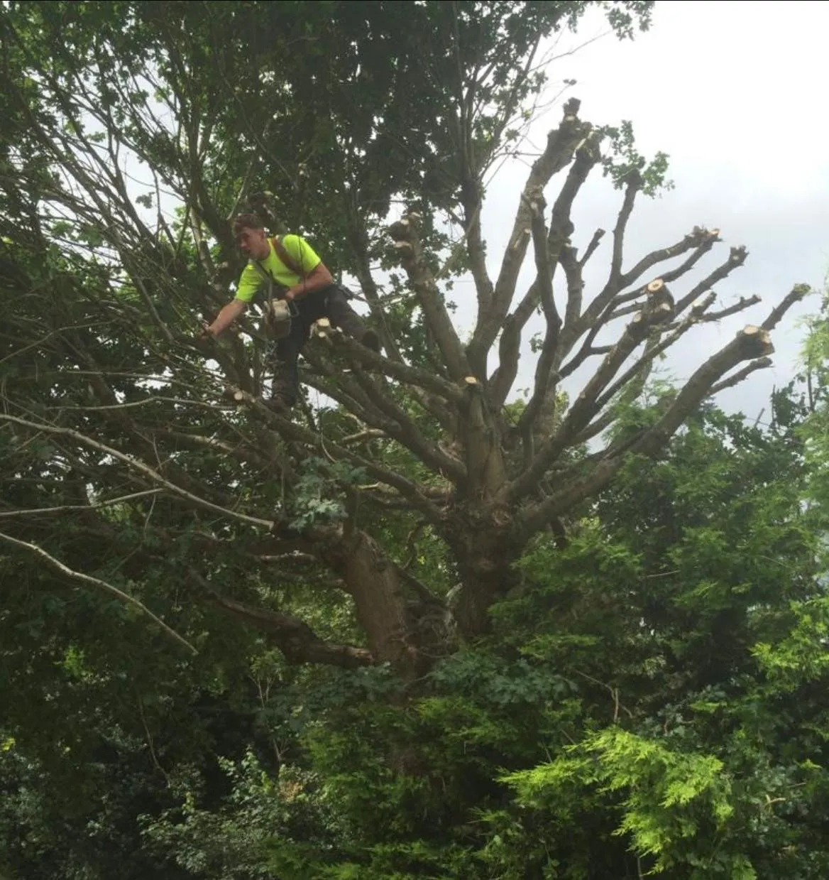 A man climbing up a tree in the middle of a forest.