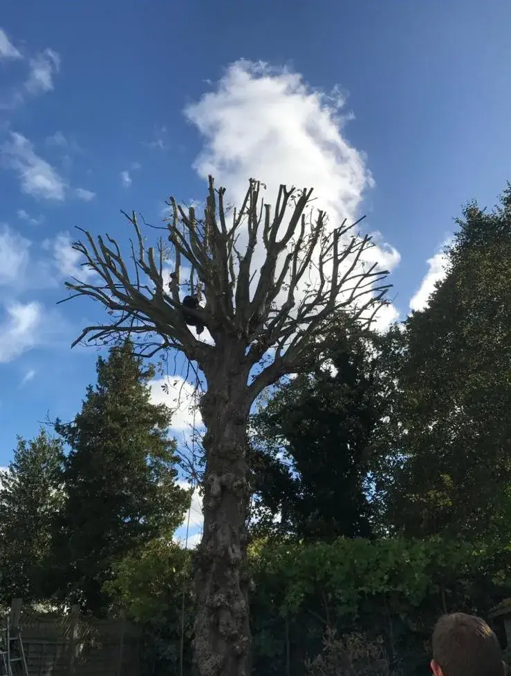 A man standing next to a tall tree.