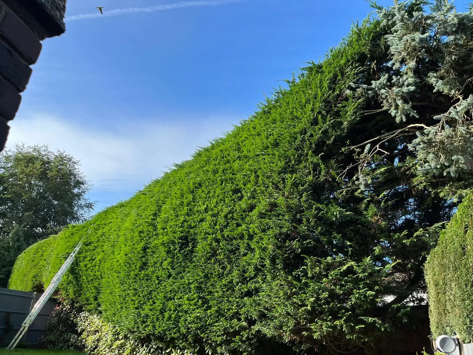 A large leylandii hedge freshly cut in Nork
