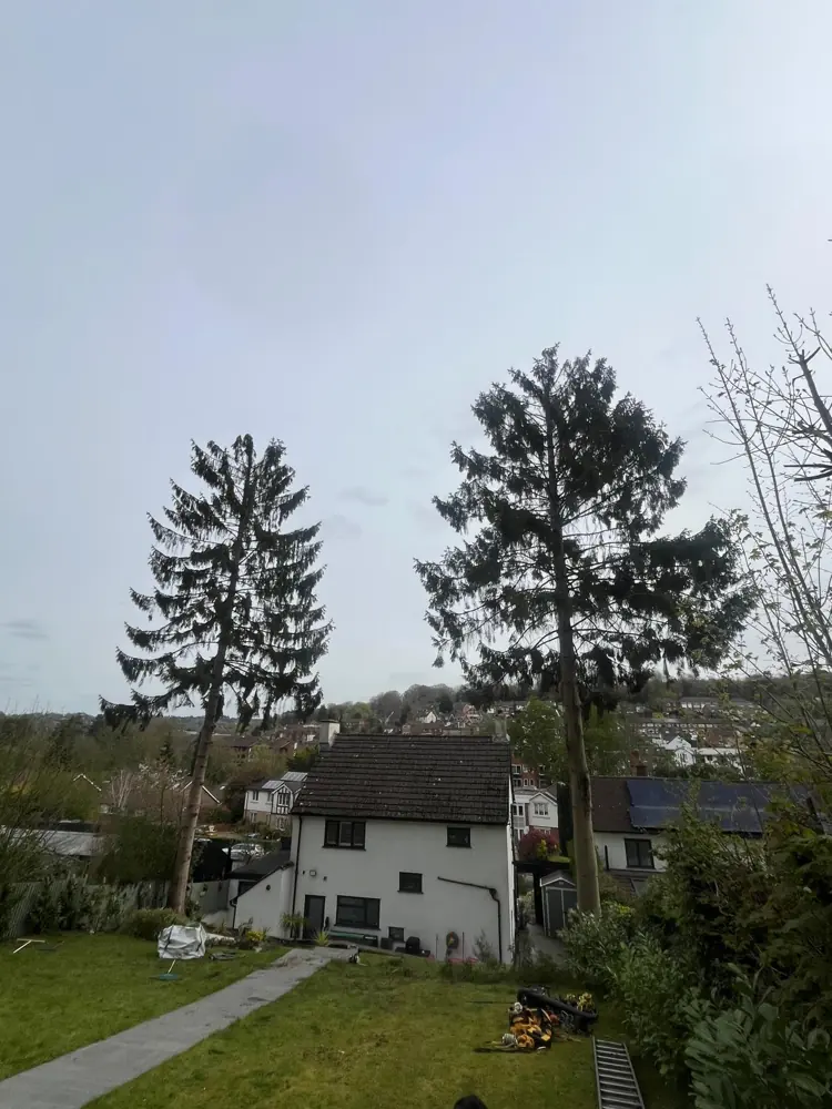 The same two spruces reduced in height, still in proportion and still shapely