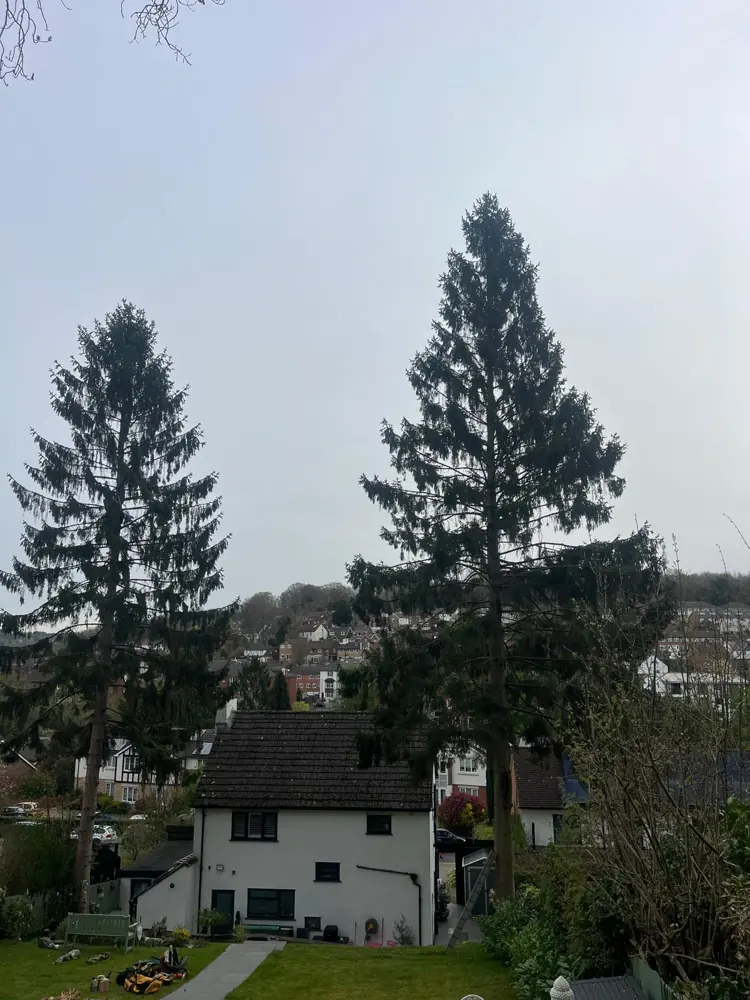 Two towering spruces dwarfing a house, seen from the garden above it
