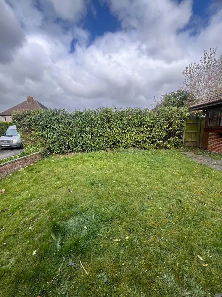 The same laurel hedge reduced to half its height and squared off