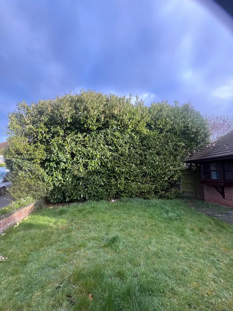 Overgrown laurel hedge swallowing a front garden and blocking the light