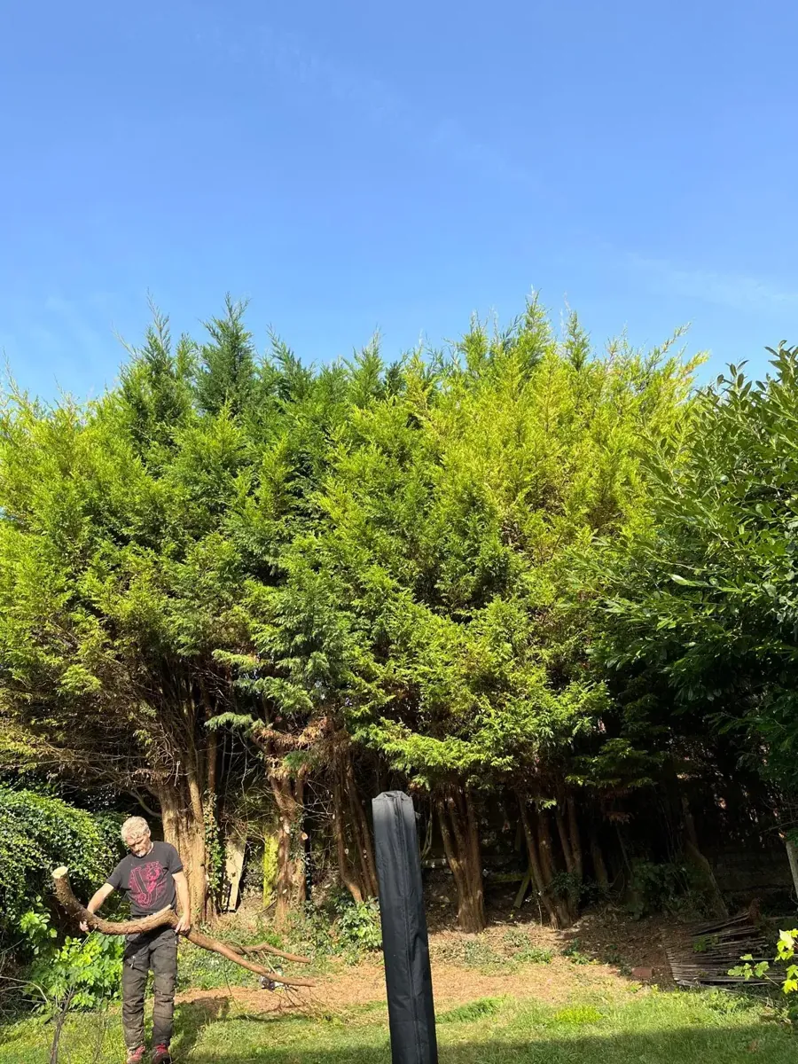 Team member carrying a cut limb in front of a run of tall leylandii in Salfords