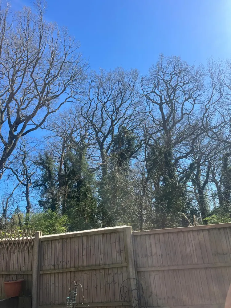 The same boundary after the oak was reduced back off the fence line