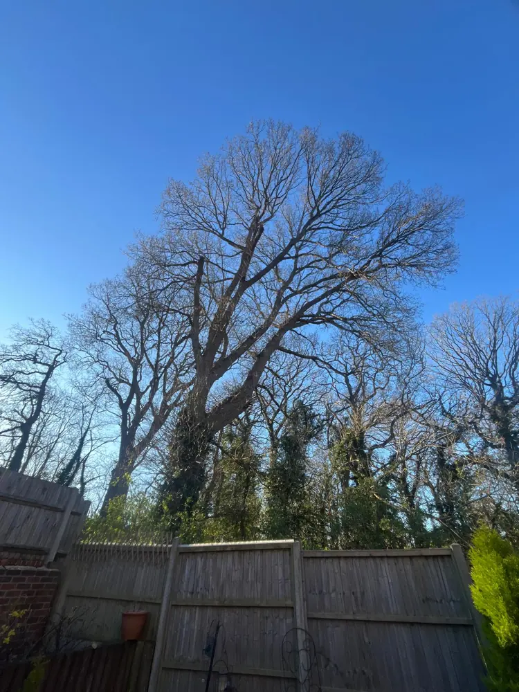 Large oak on a boundary with a heavy limb reaching over the garden fence