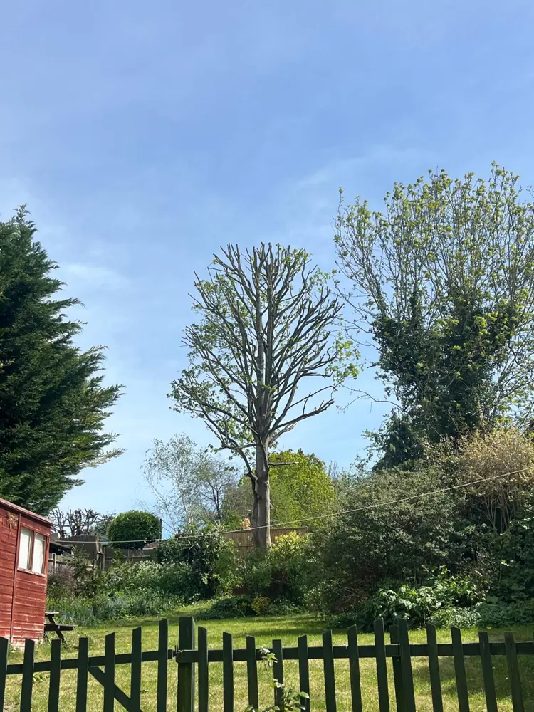 A mature garden tree pollarded back to its main framework