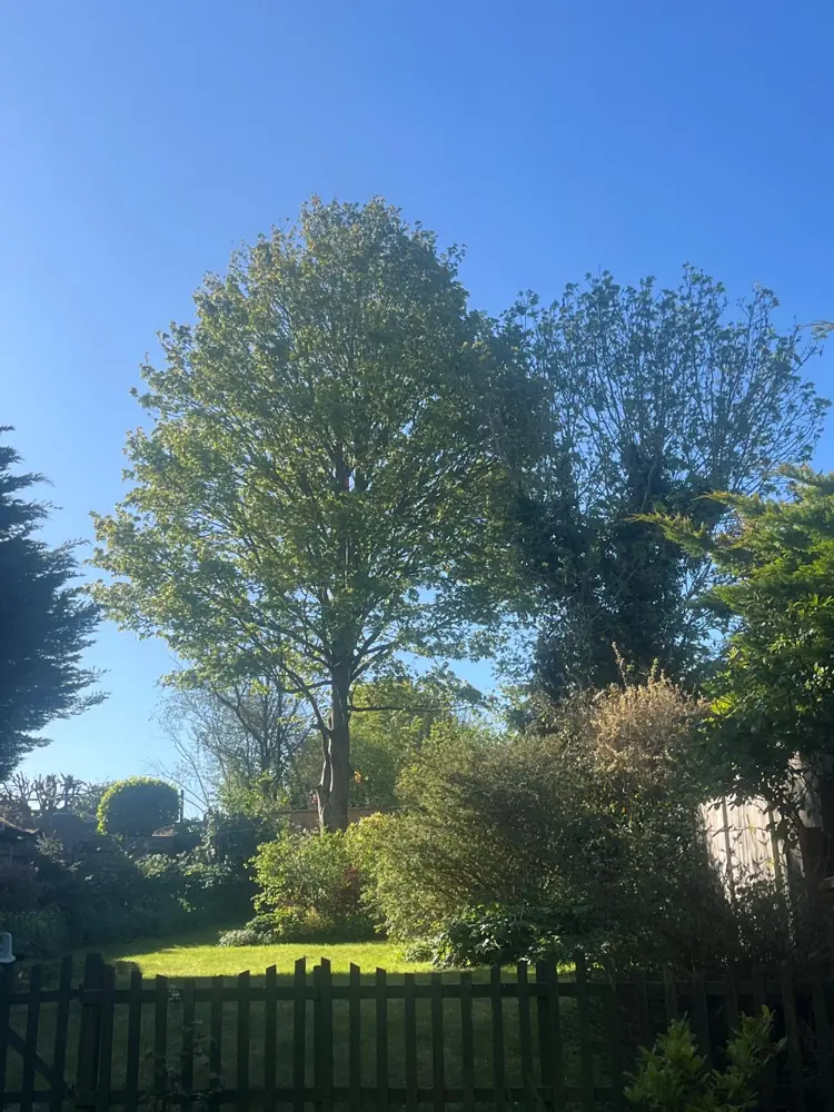 Mature garden tree in full leaf towering over the fences and the lawn
