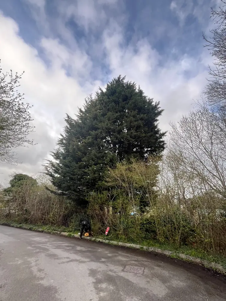 Roadside conifer and scrub blocking the frontage of a corner plot