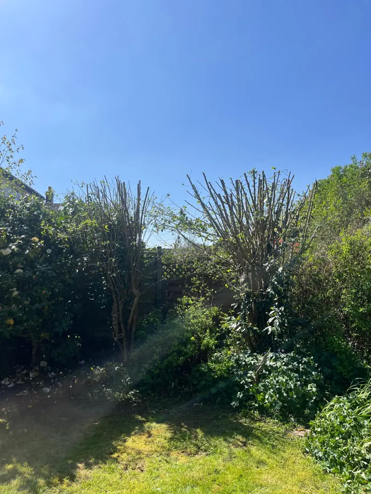 The same shrubs cut back hard to bring fresh growth from the base