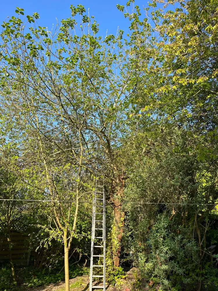 Fruit tree and shrubs grown into a tangle, with the ladder in place to start