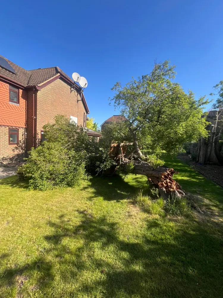 Storm-felled tree lying across a back garden with its root plate torn out and a fence panel flattened