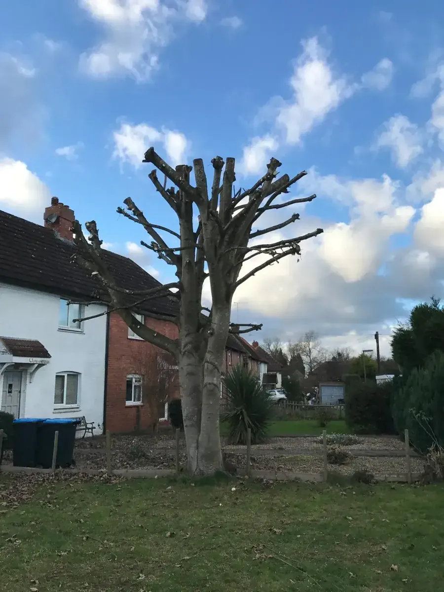 Street-side tree freshly pollarded beside a house