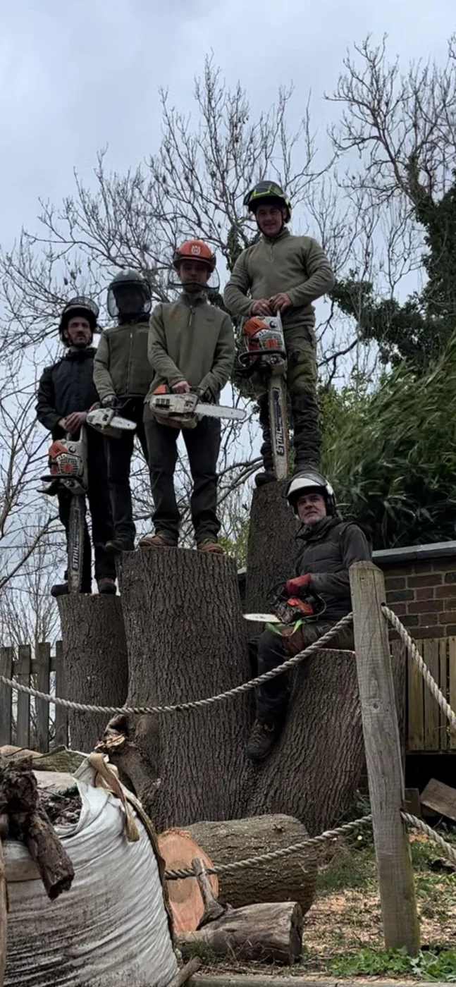 The Cut of Art crew in helmets standing on top of a large cut stump