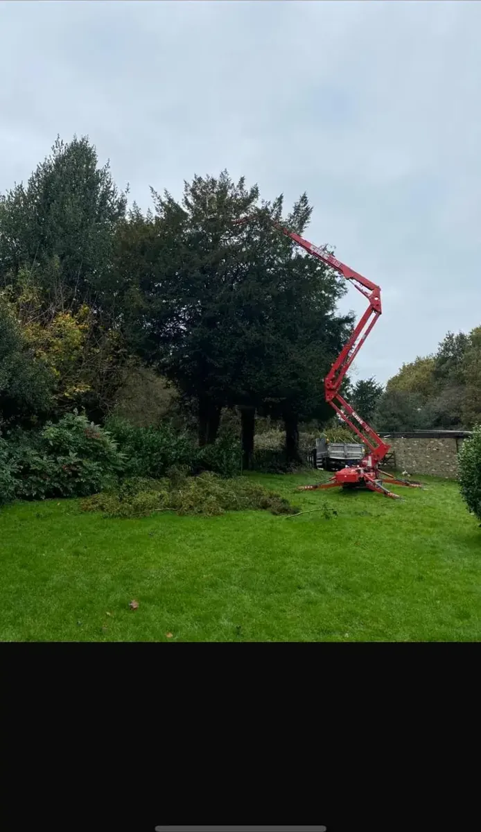 Tracked access lift reaching into a tall yew