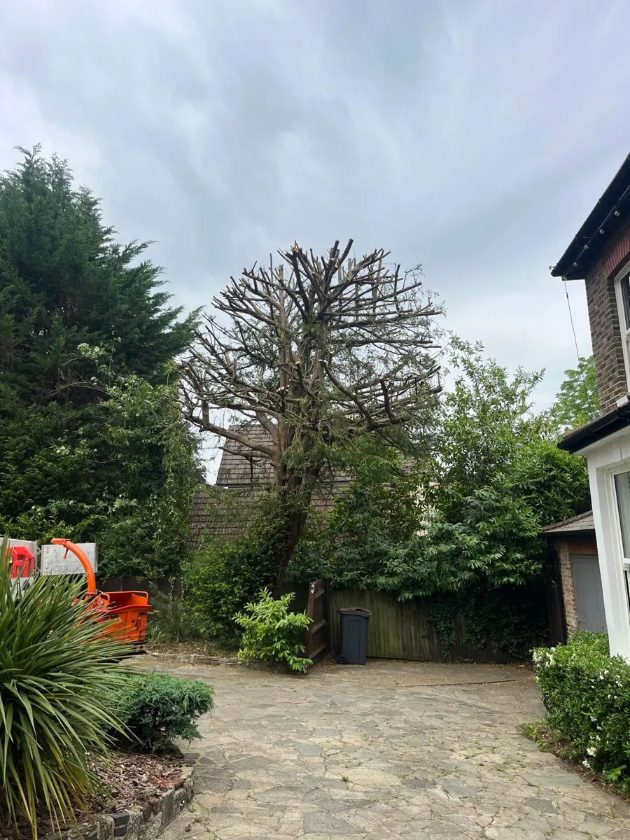 The same yew after a hard crown reduction, cut back to its framework with the chipper on the drive