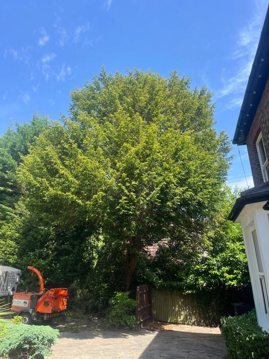 Mature yew in full leaf crowding the side of a house, before crown reduction