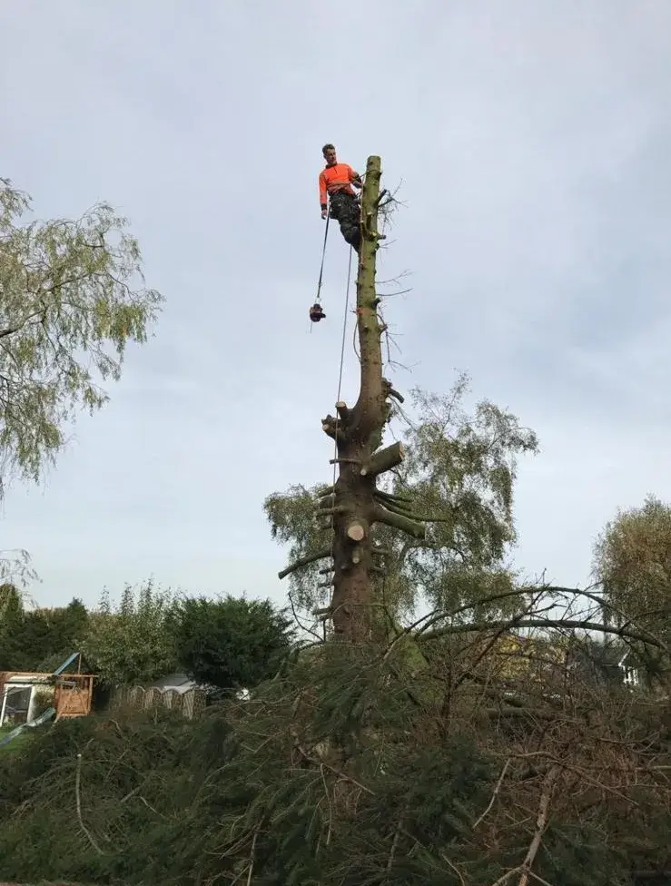Tree surgeon dismantling a tall conifer with rigging in Banstead