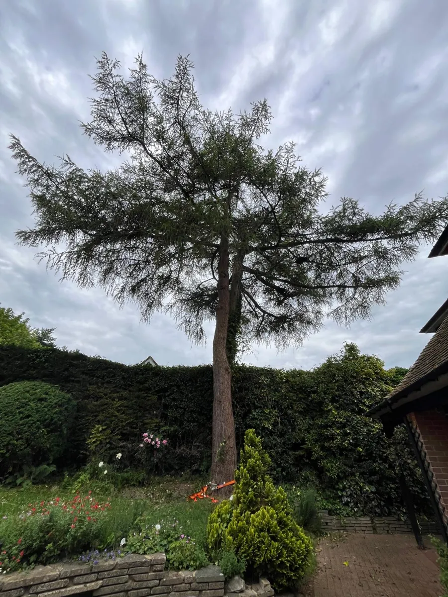 Tall conifer in a back garden with a ratchet strap fitted at the base, ready for felling